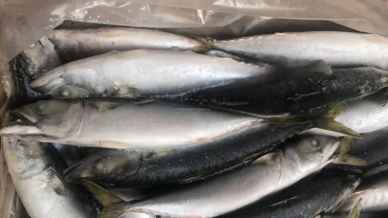 冷凍魚進(jìn)口報關(guān)流程.jpg